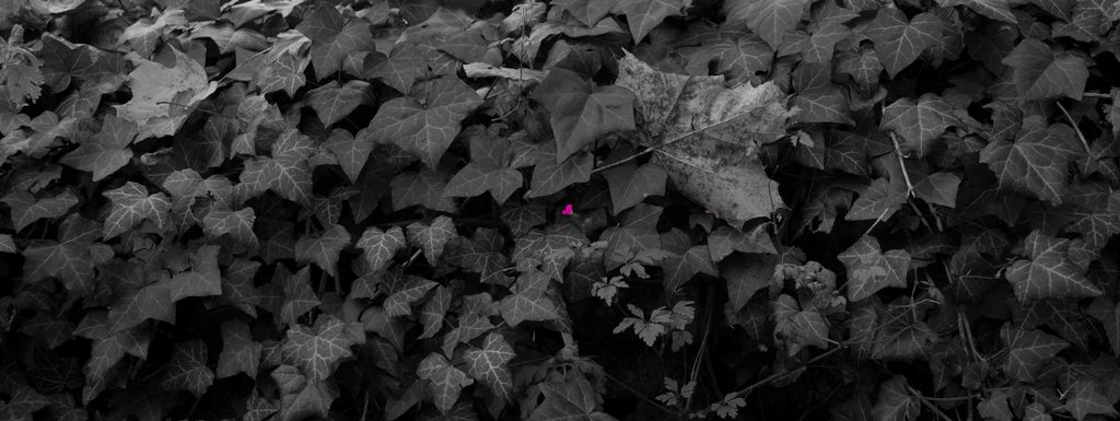 Petite sortie nature à Bièvres Vauboyen 20111127_01